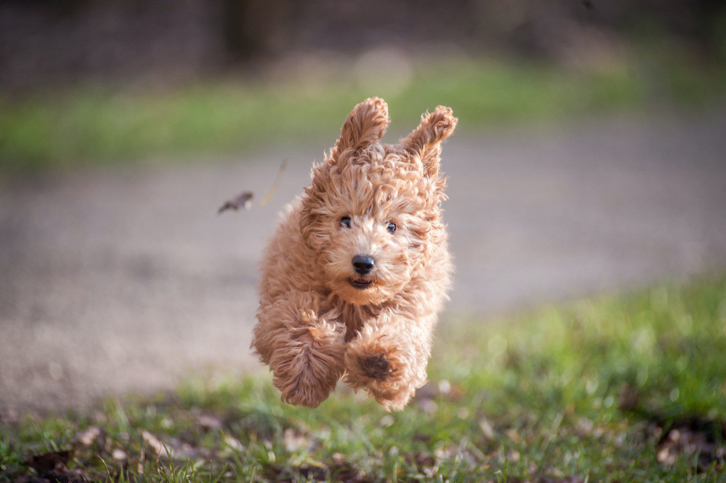 Socialising your puppy