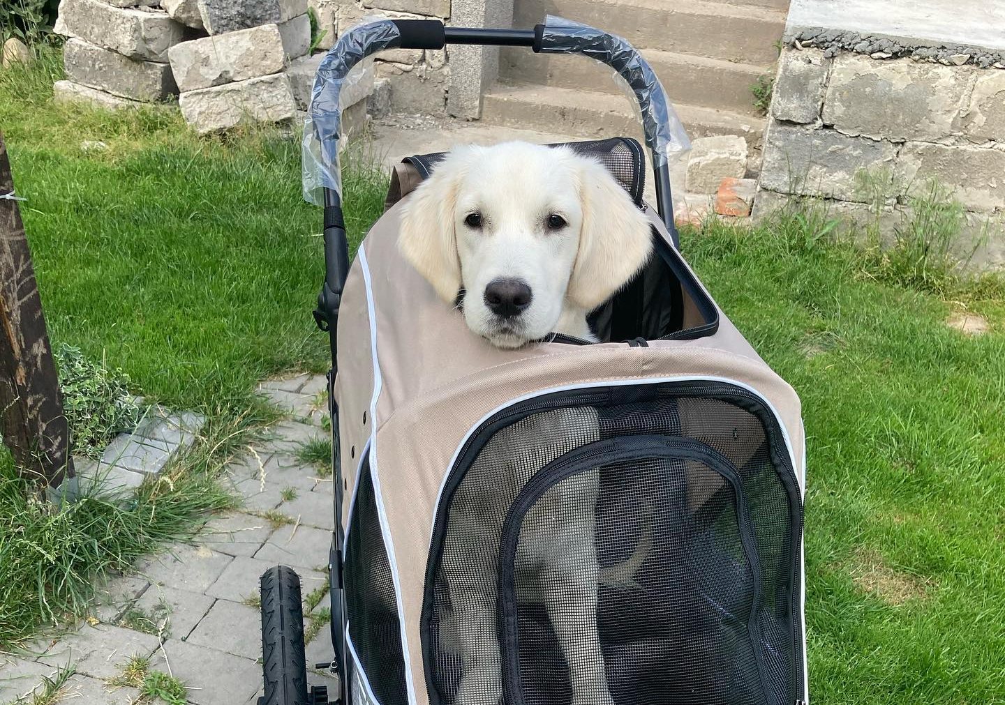 How long is a puppy allowed to walk?