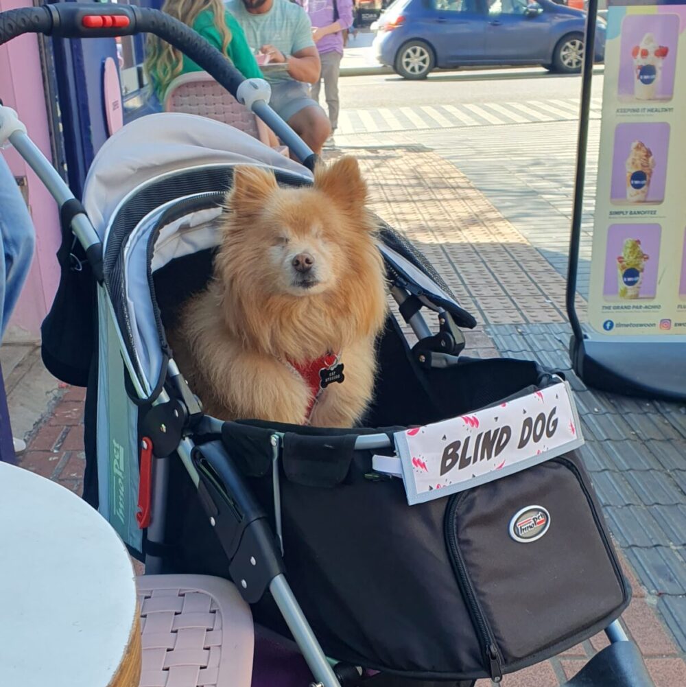 Blind dog Teddy