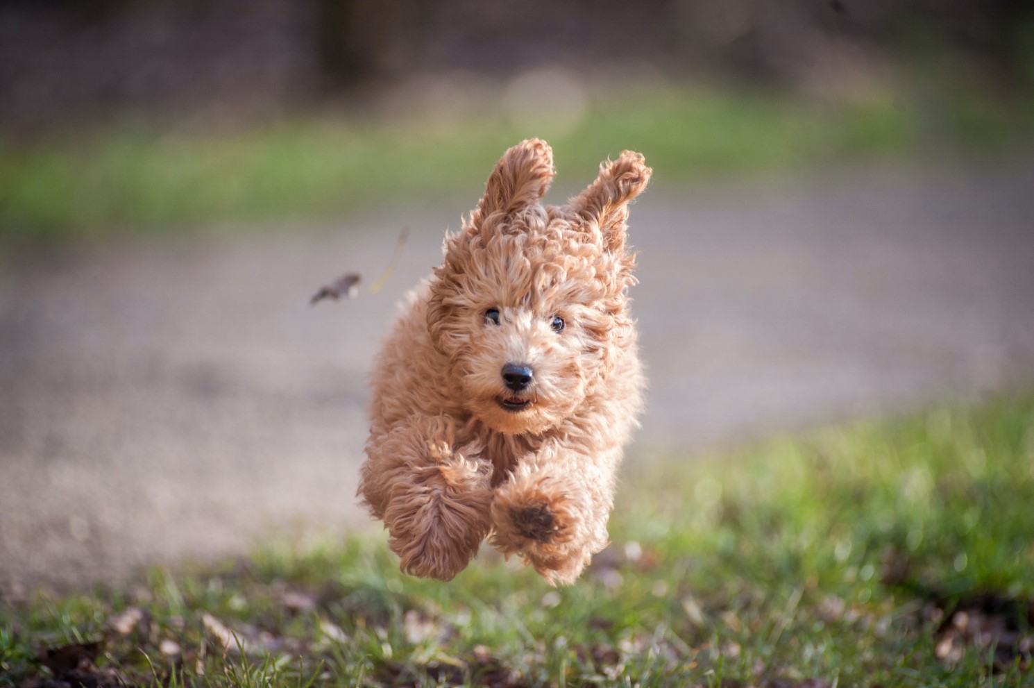 Socialising your puppy