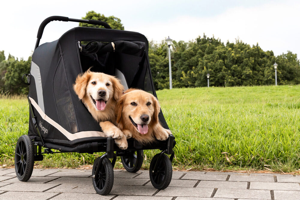 Ibiyaya Grand Cruiser With Two Pets