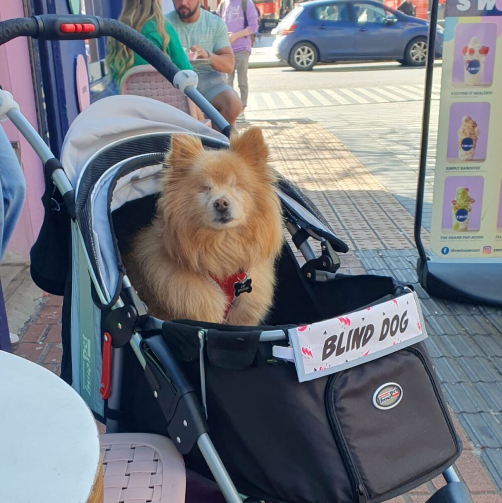Blind dog Teddy